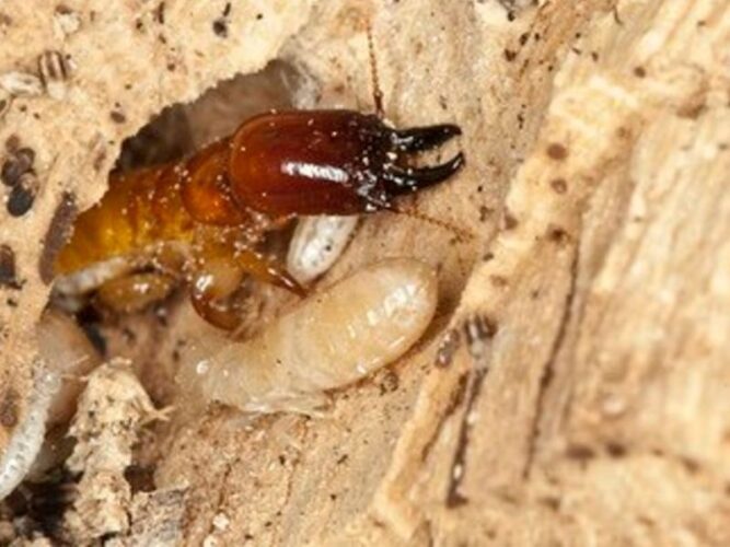 How to Get Rid of Termites Naturally in 2023