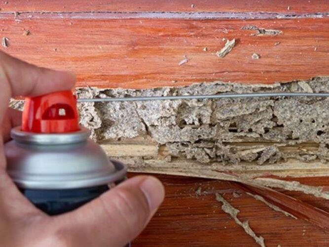How to Prevent Termite Damage to Wooden Structures