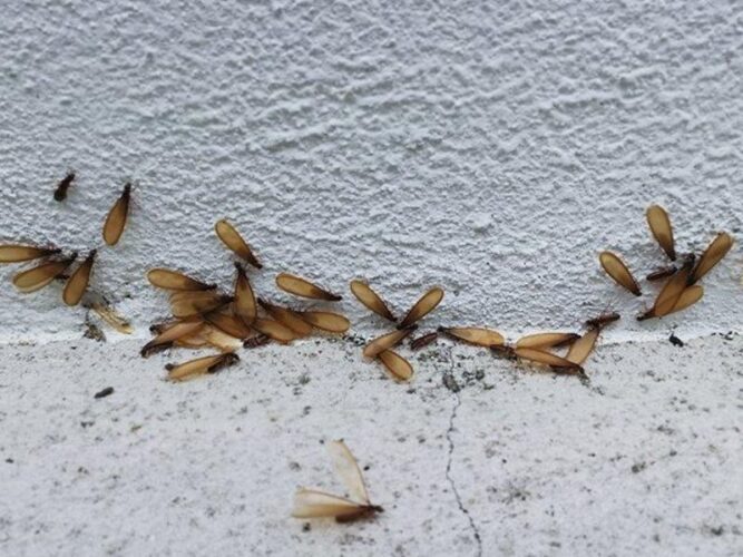 How to Spot Signs of Termites in Your Home