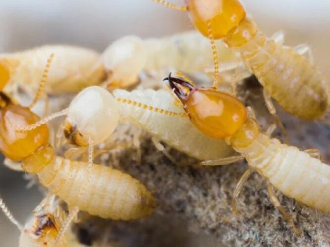 How to Choose the Right Termite Control Method in 2023