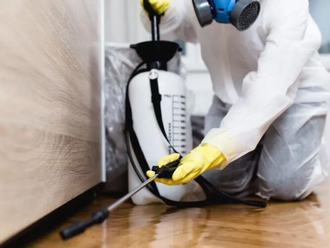 How to Hire a Professional Termite Exterminator