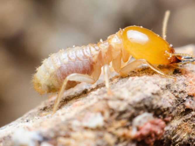 How to Use Termite Repellents and Deterrents