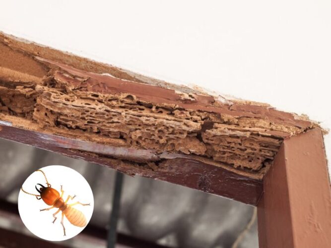 How to Choose Termite-resistant Building Materials