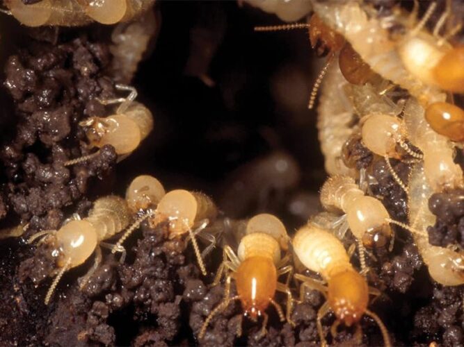 How to Maintain a Termite-free Environment?