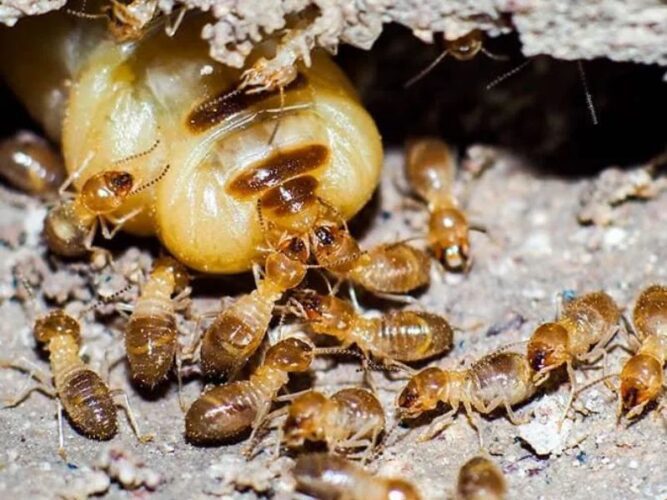 How to Educate Yourself About Termite Prevention and Control