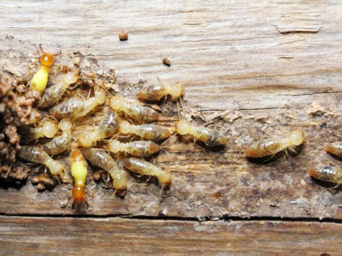 How Long Does Termite Treatment Take to Eliminate the Infestation