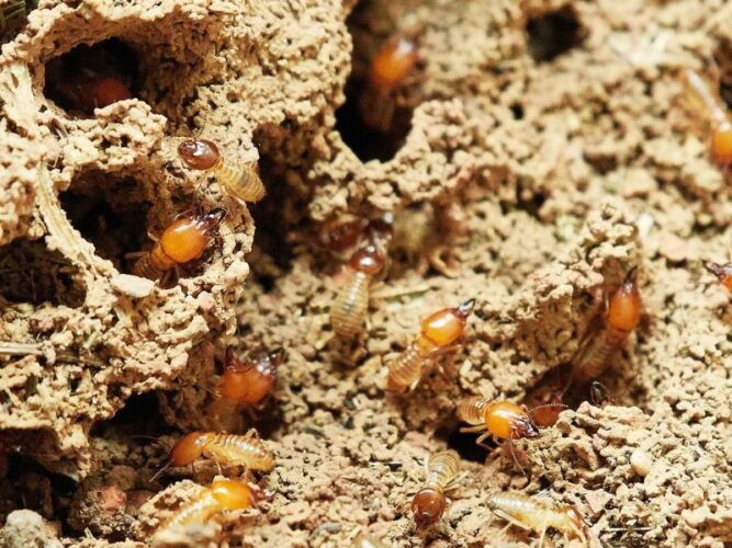 What is the Process Involved in Termite Treatment?