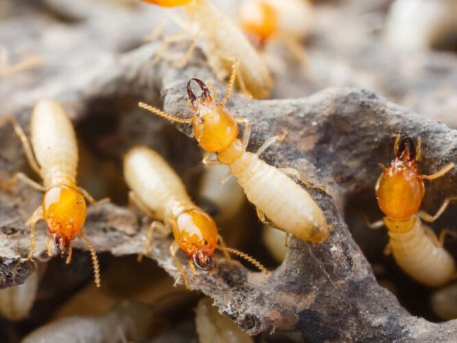 What is the Most Effective Termite Treatment Method