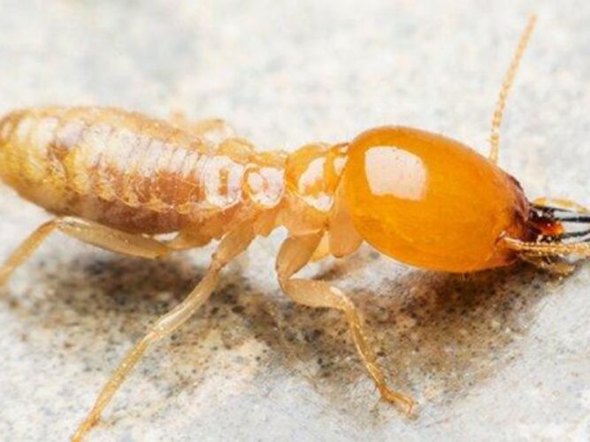 Can I Stay in My Home During Termite Treatment