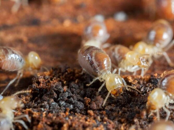 How Long Should I Wait to Move Back Into My Home After Termite Treatment