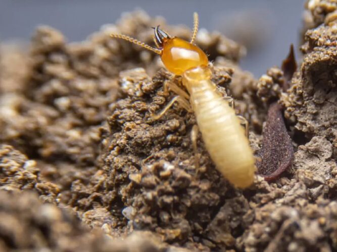 Are There Any Health Risks Associated With Termite Treatment
